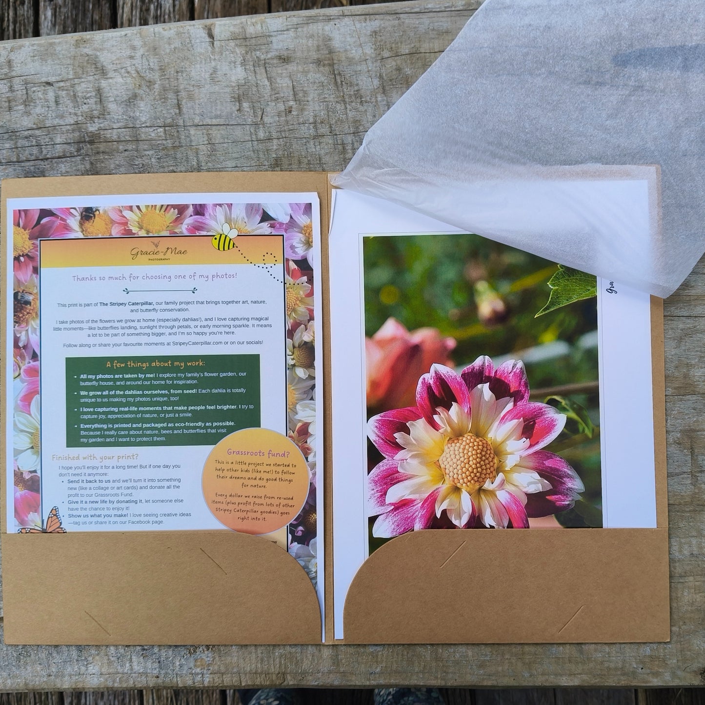 Collarette Dahlia grown by Green Footed Kiwi art print by Gracie-Mae – available in A4, A3, A2