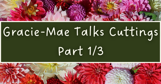 Gracie-Mae's Top Tips on Growing Dahlias From Cuttings (part 1/3)