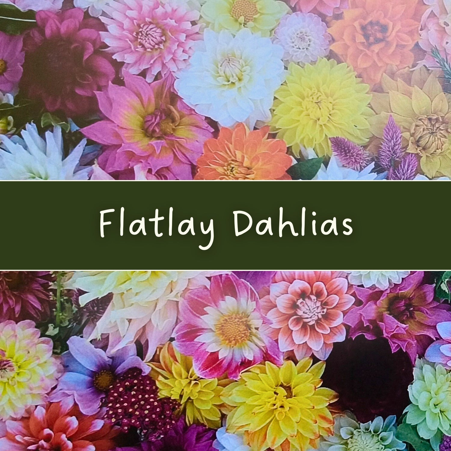 Dahlia-themed photography by Gracie-Mae