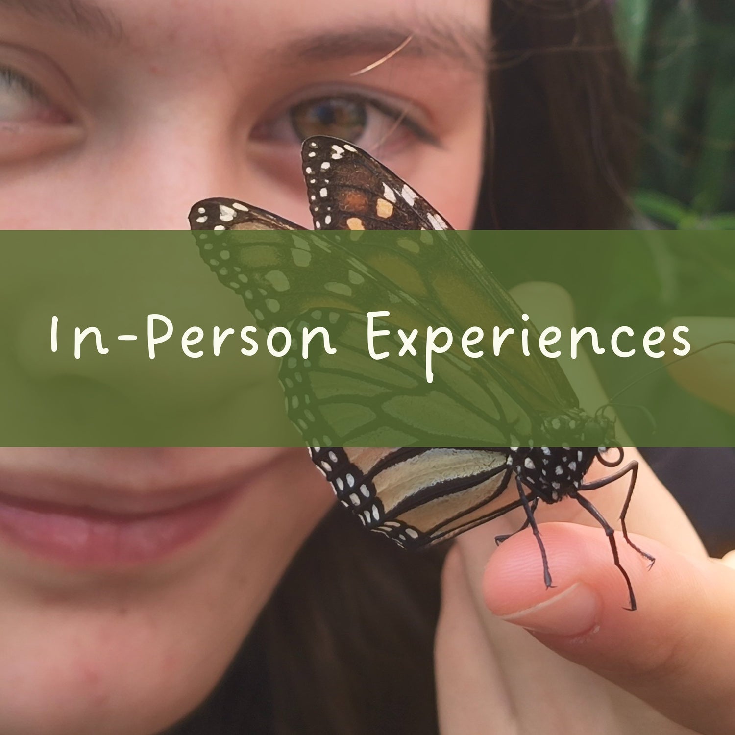 In-person butterfly and garden experiences at The Stripey Caterpillar in Northland, New Zealand