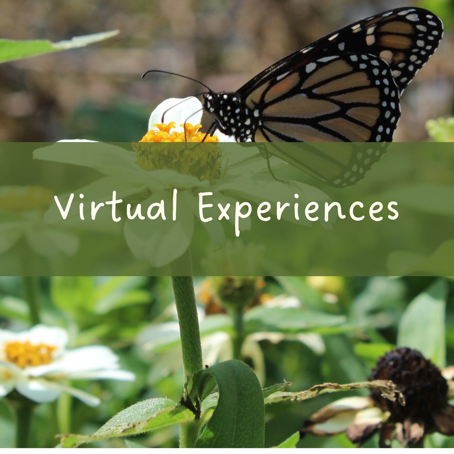 Virtual butterfly and nature experiences from The Stripey Caterpillar