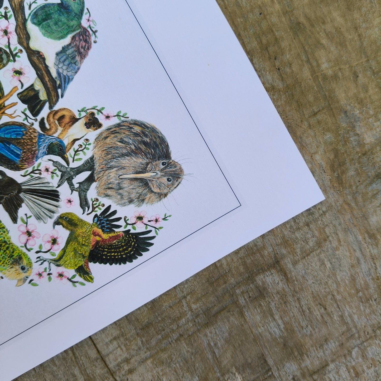 Hand-drawn NZ bird art print by Milly – featuring a Kiwi / Morepork / native bird heart