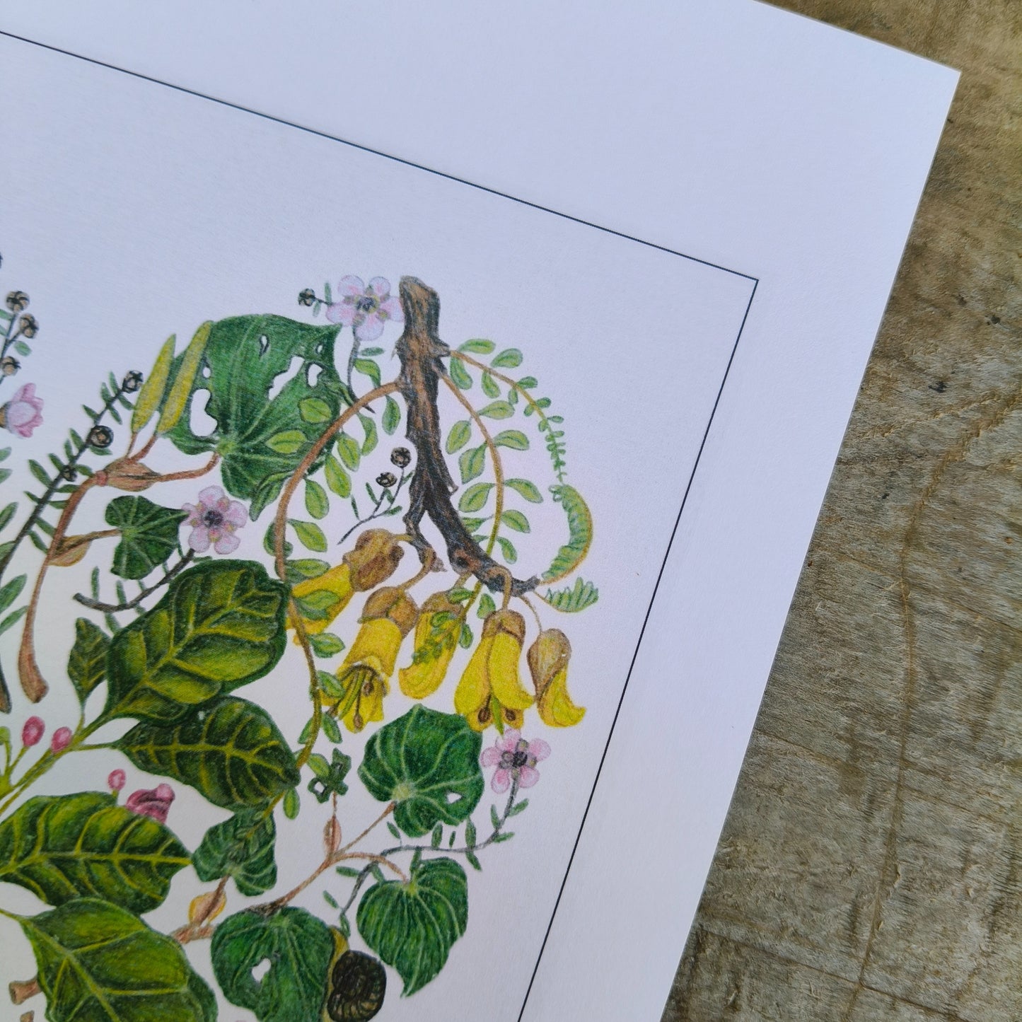 NZ native plant art print by Milly – hand-drawn in Aotearoa