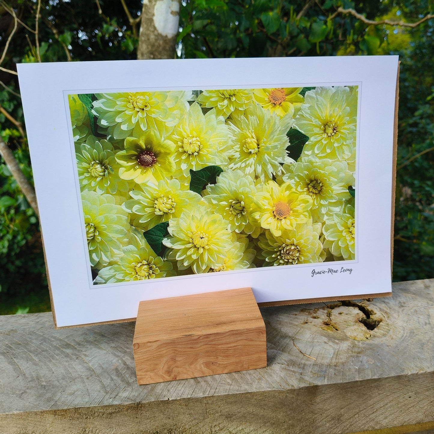 Sunny Yellow Dahlia flatlay art print by Gracie-Mae – available in A4, A3, A2