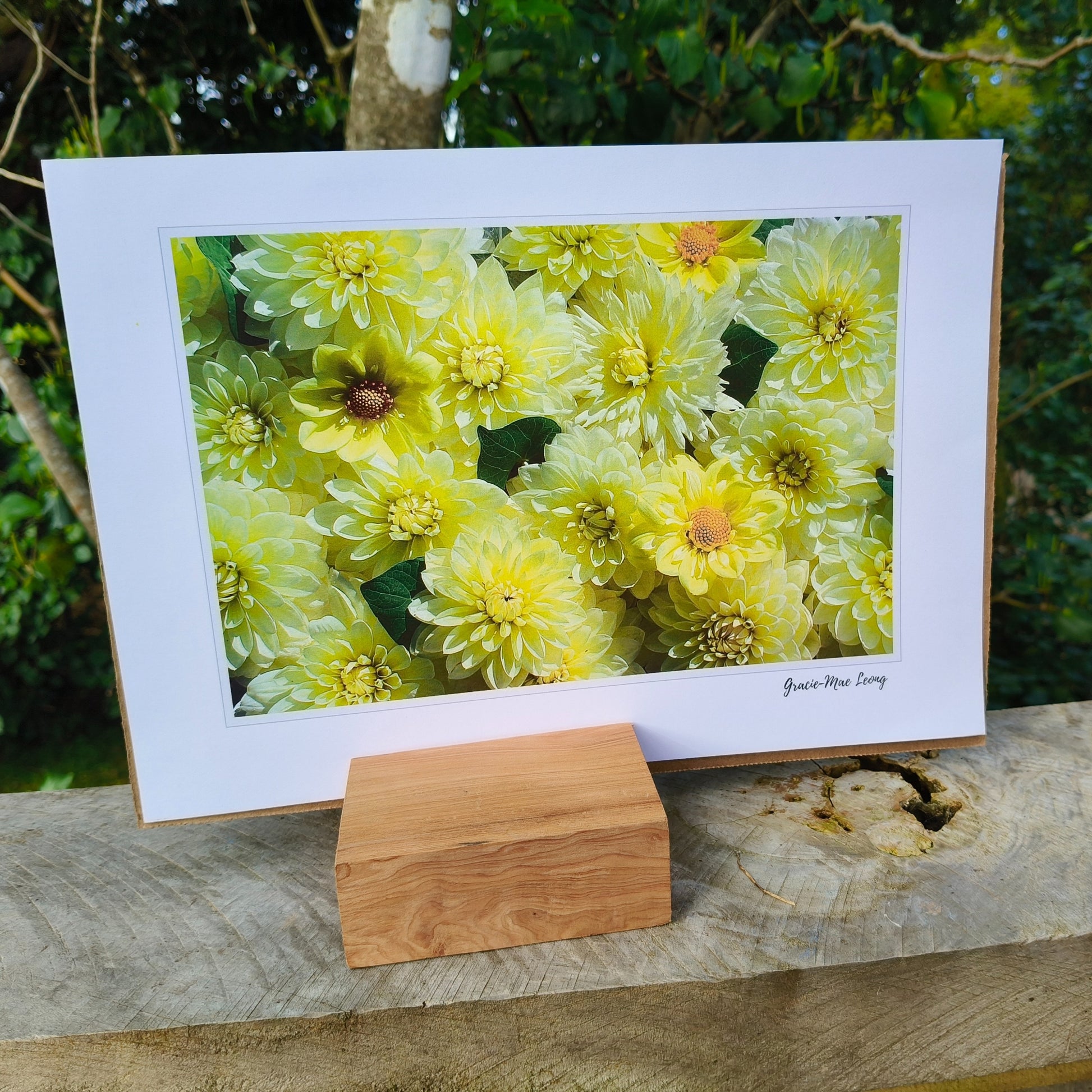 Sunny Yellow Dahlia flatlay art print by Gracie-Mae – available in A4, A3, A2