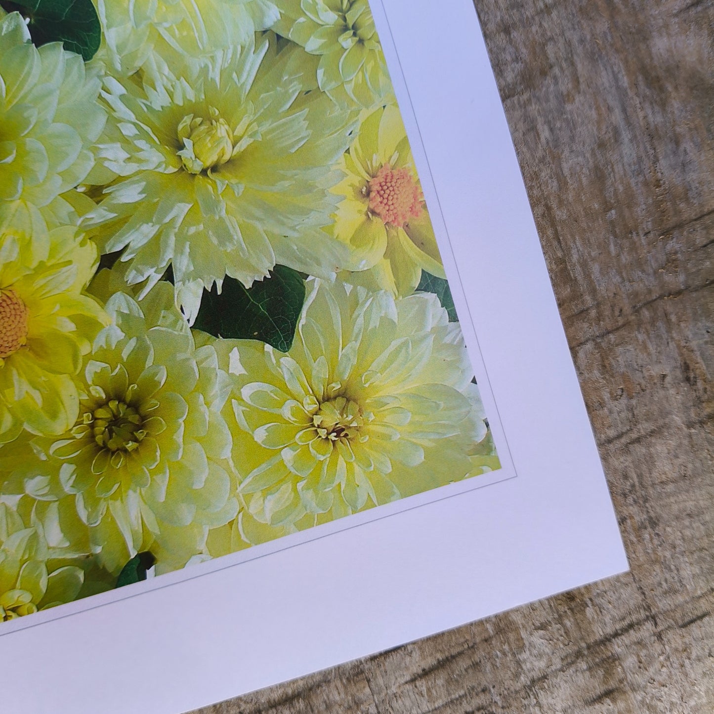 Sunny Yellow Dahlia flatlay art print by Gracie-Mae – available in A4, A3, A2