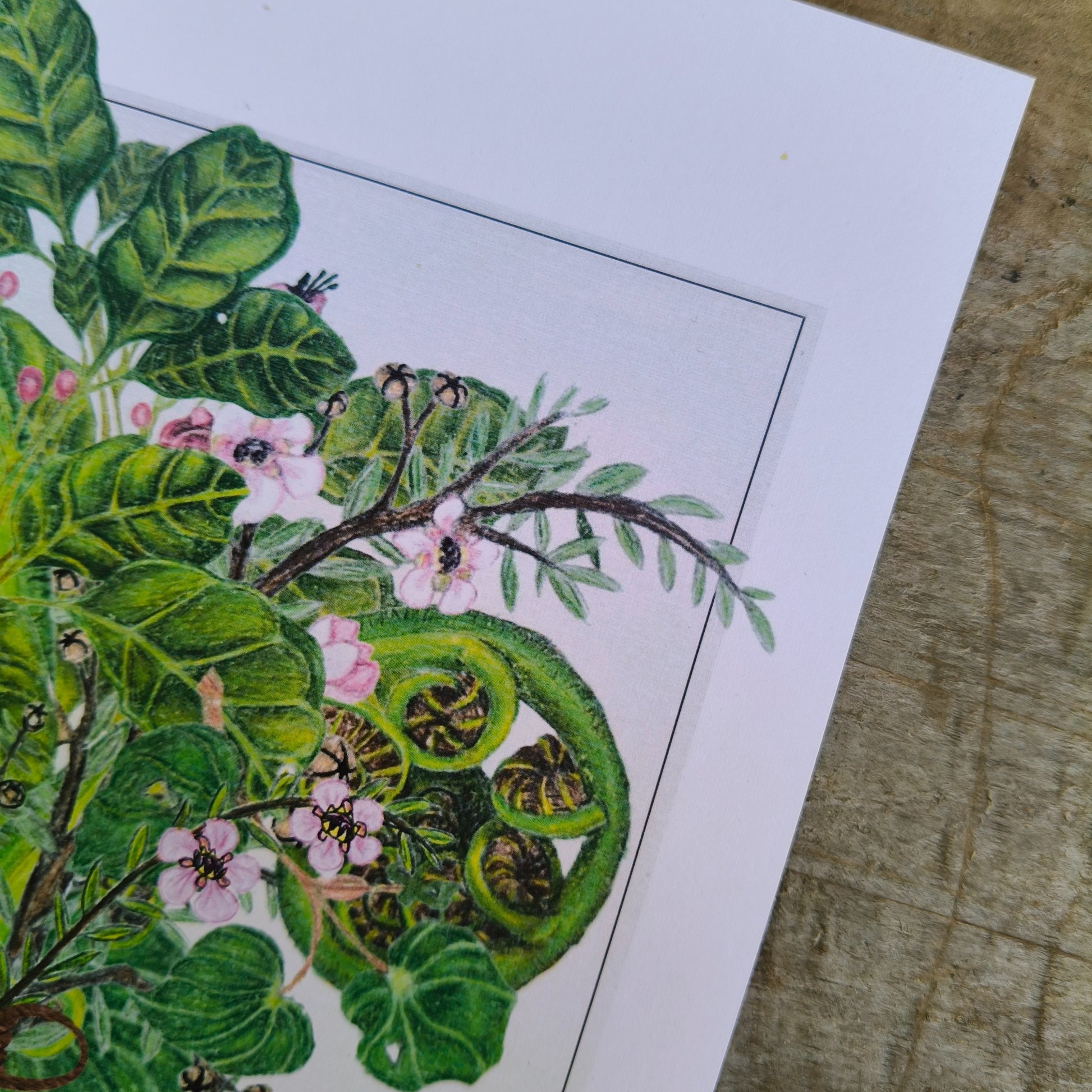 NZ native plant art print by Milly – hand-drawn in Aotearoa