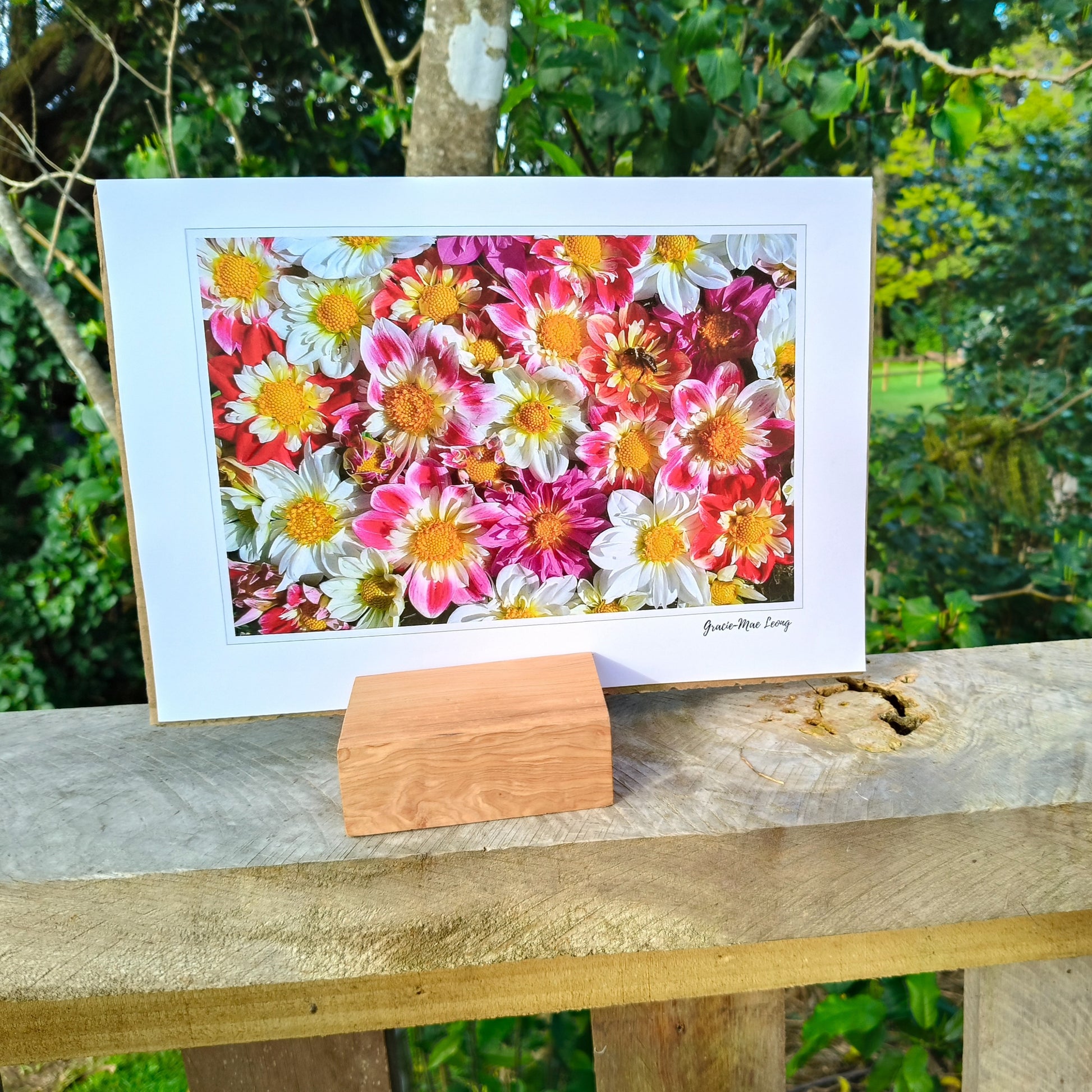 Collerette Dahlia flatlay photo by Gracie-Mae Photography.