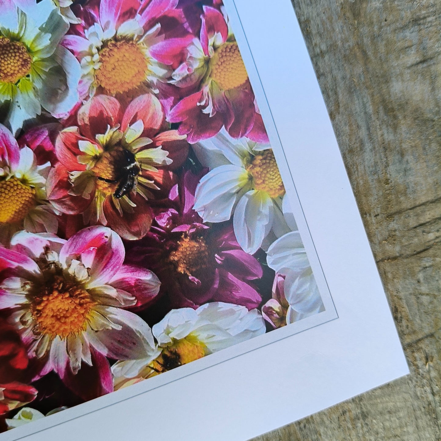 Collerette Dahlia flatlay photo by Gracie-Mae Photography.