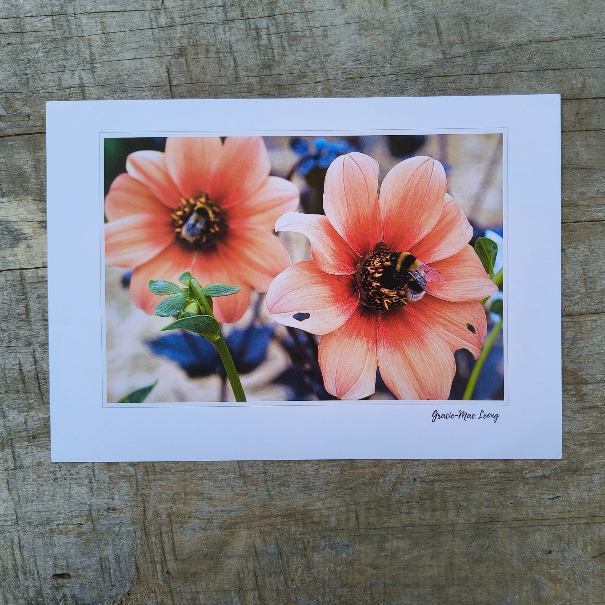 Orange open centered dahlias with bumbebees art print by Gracie-Mae – available in A4, A3, A2
