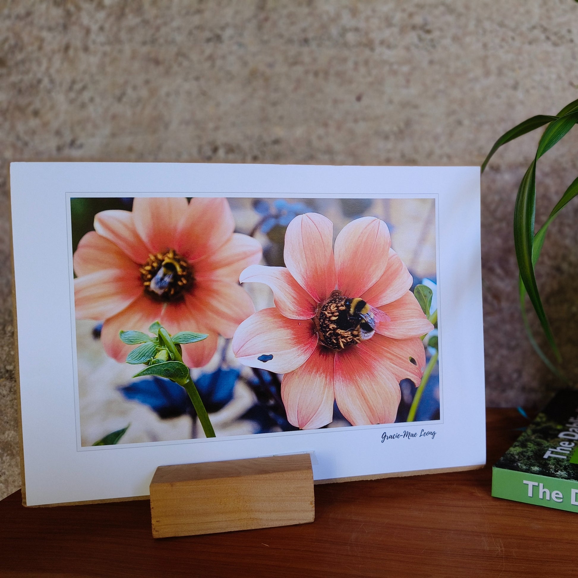 Orange open centered dahlias with bumbebees art print by Gracie-Mae – available in A4, A3, A2