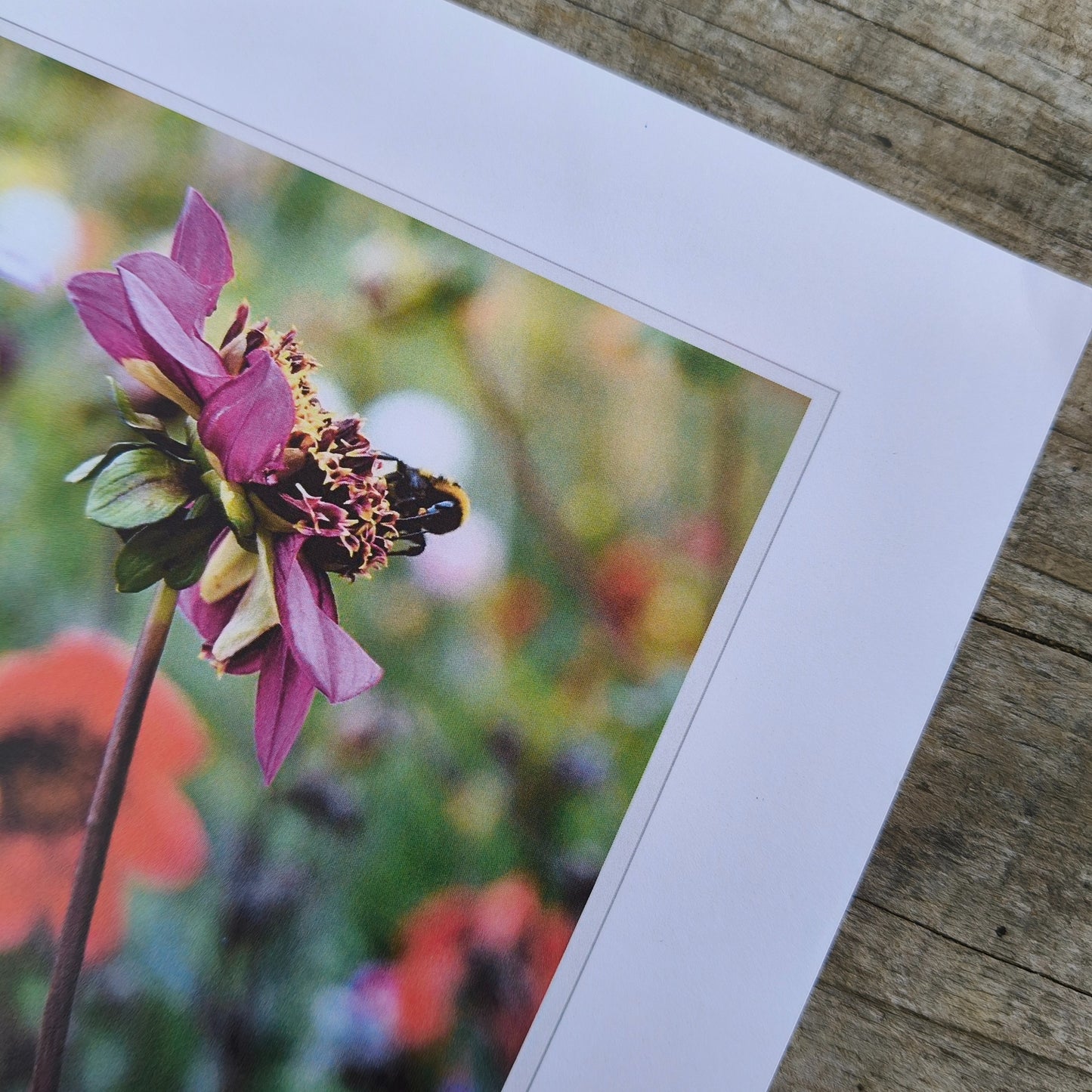 Purple anenome dahlias with bumbebees art print by Gracie-Mae – available in A4, A3, A2