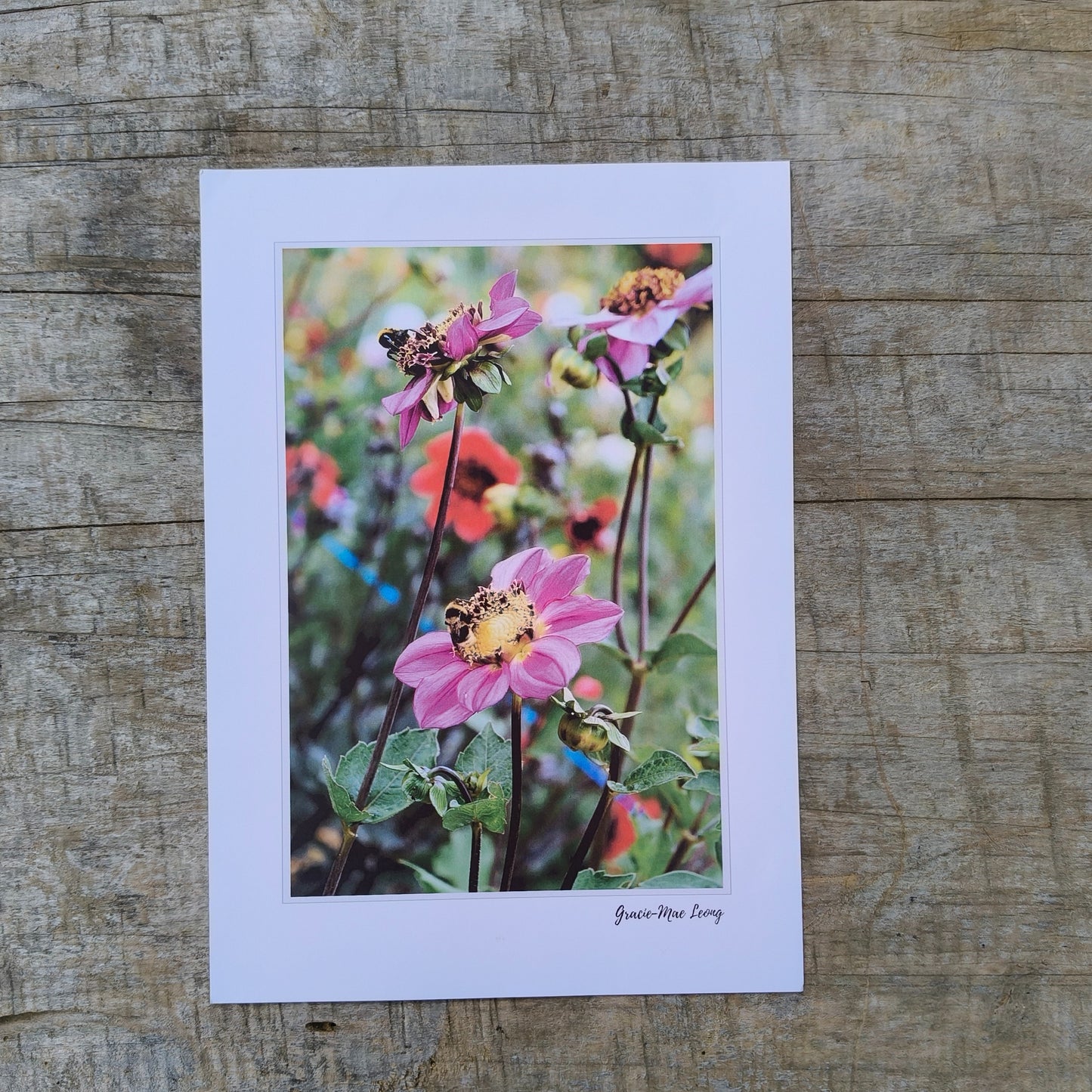 Purple anenome dahlias with bumbebees art print by Gracie-Mae – available in A4, A3, A2