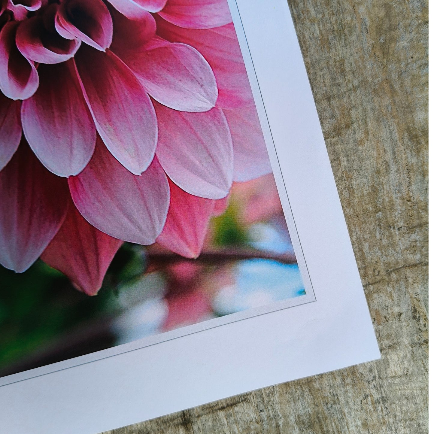 Pink double dahlia close-up art print by Gracie-Mae – available in A4, A3, A2