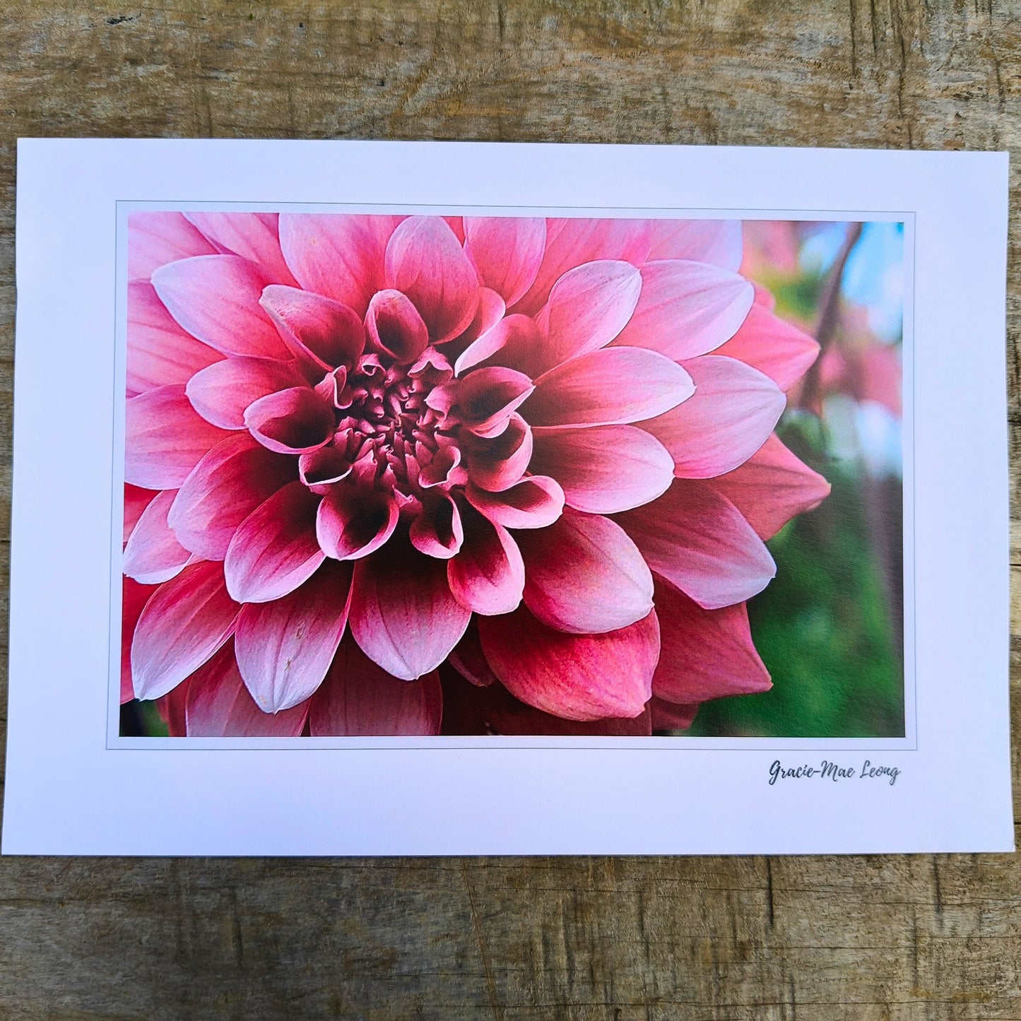 Pink double dahlia close-up art print by Gracie-Mae – available in A4, A3, A2
