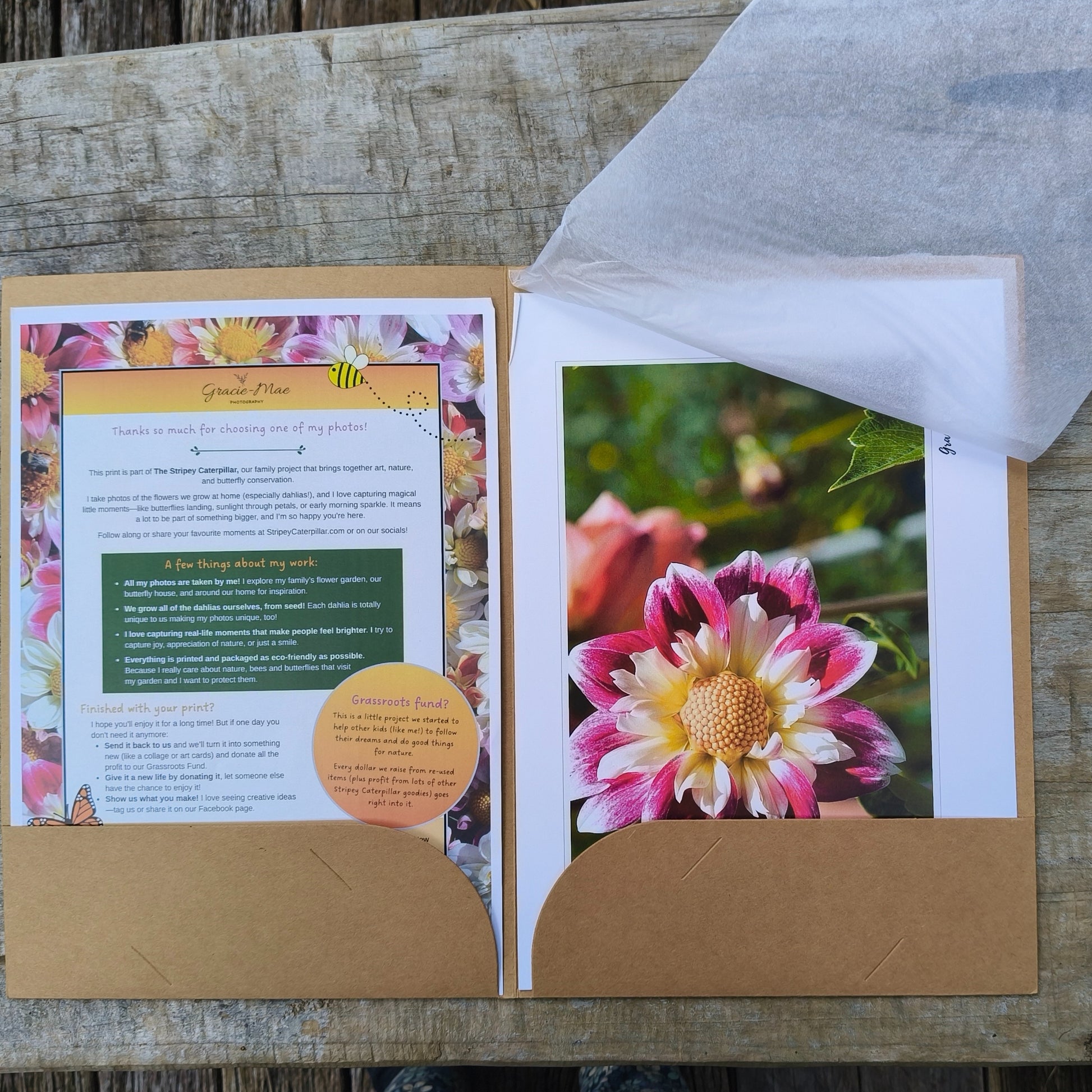 Collarette Dahlia grown by Green Footed Kiwi art print by Gracie-Mae – available in A4, A3, A2