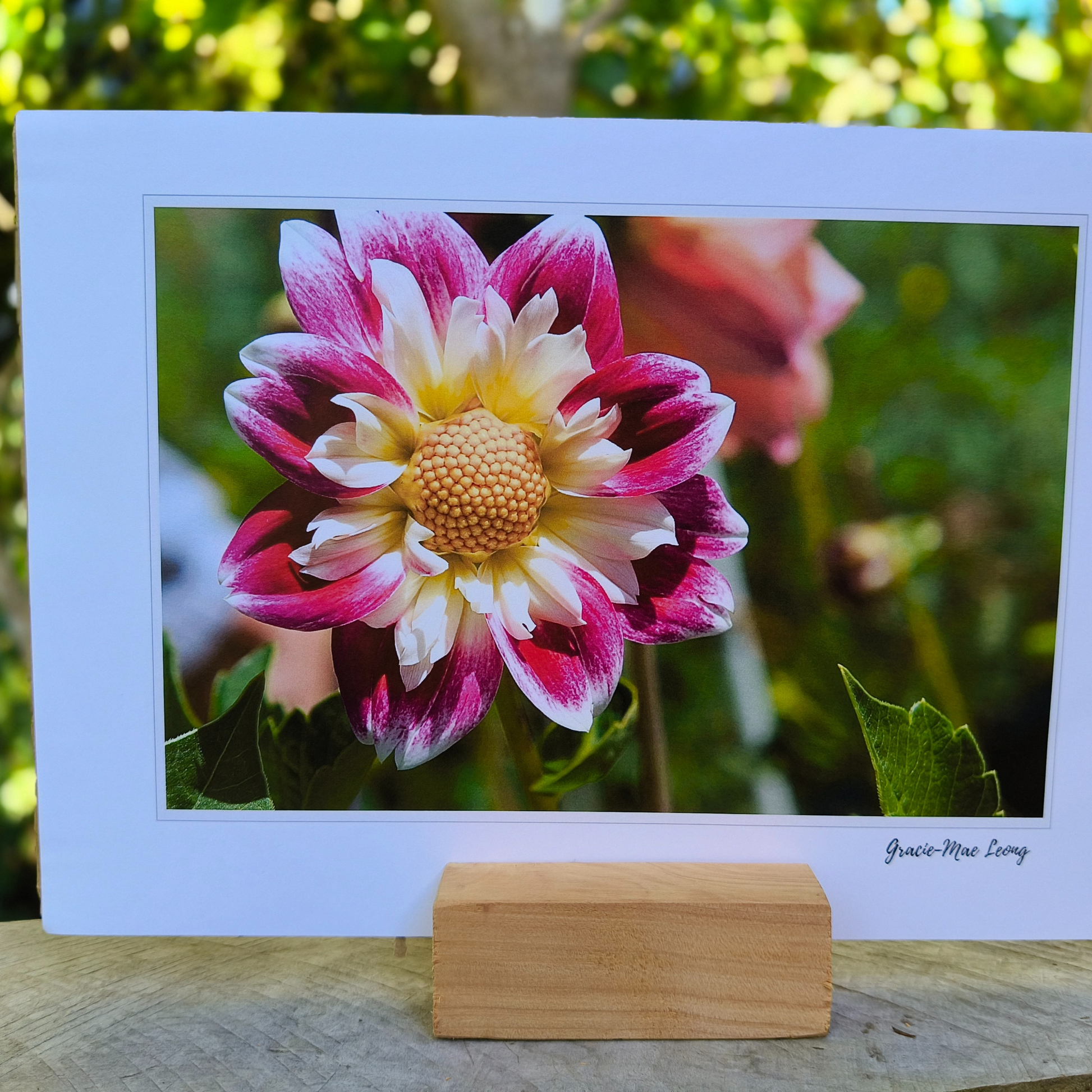 Pink collarette dahlia art print by Gracie-Mae – available in A4, A3, A2