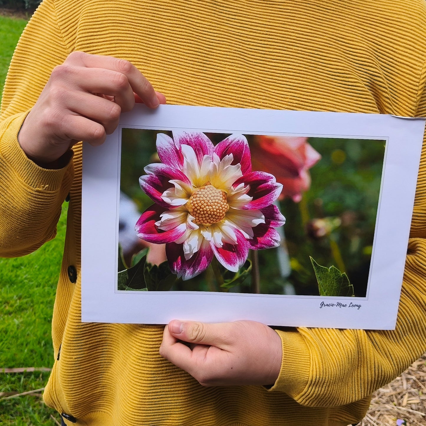 Collarette Dahlia grown by Green Footed Kiwi art print by Gracie-Mae – available in A4, A3, A2