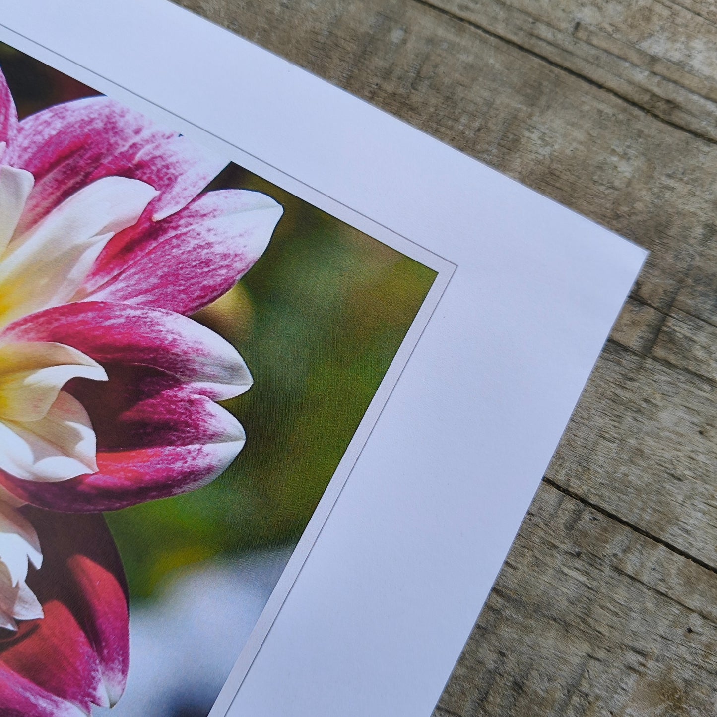 Collarette Dahlia grown by Green Footed Kiwi art print by Gracie-Mae – available in A4, A3, A2