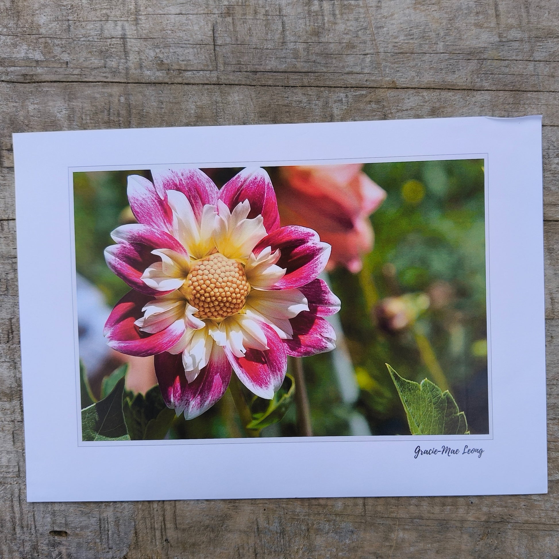 Collarette Dahlia grown by Green Footed Kiwi art print by Gracie-Mae – available in A4, A3, A2