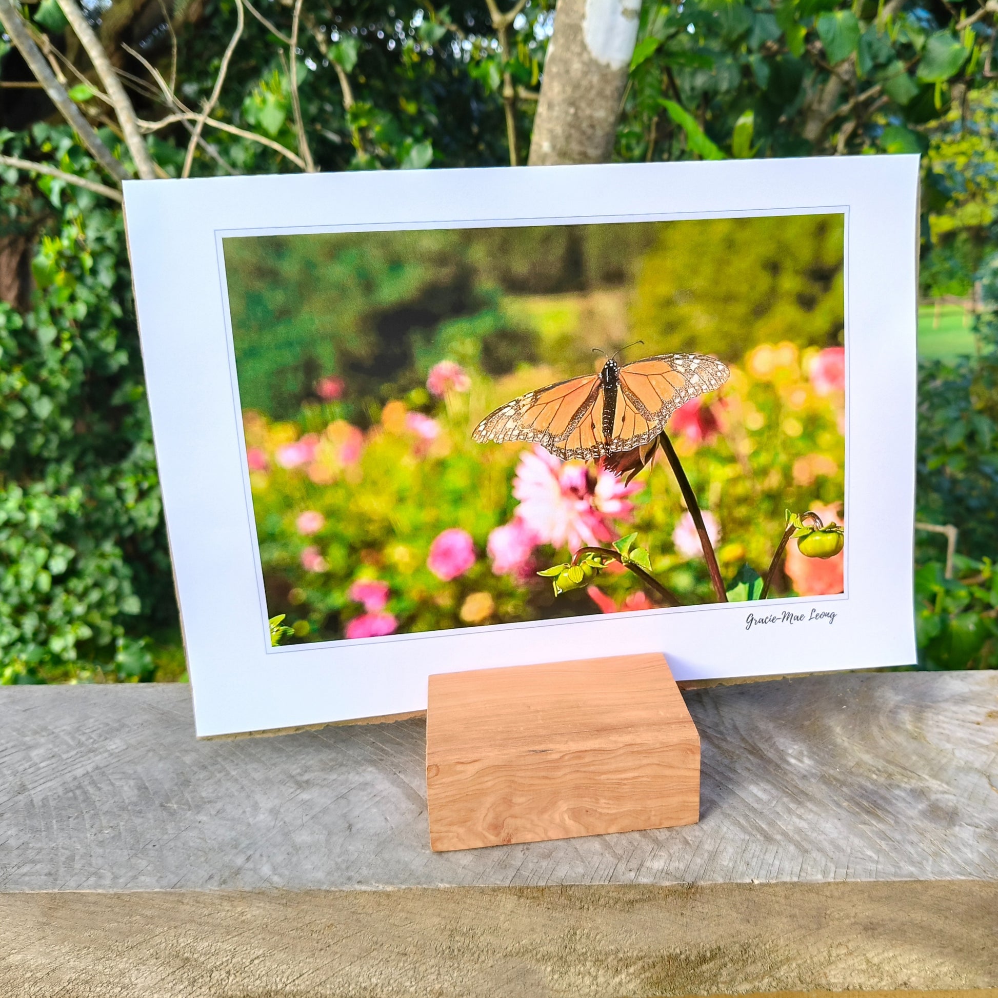 Monarch butterfly on a dahlia bud art print by Gracie-Mae – available in A4, A3, A2
