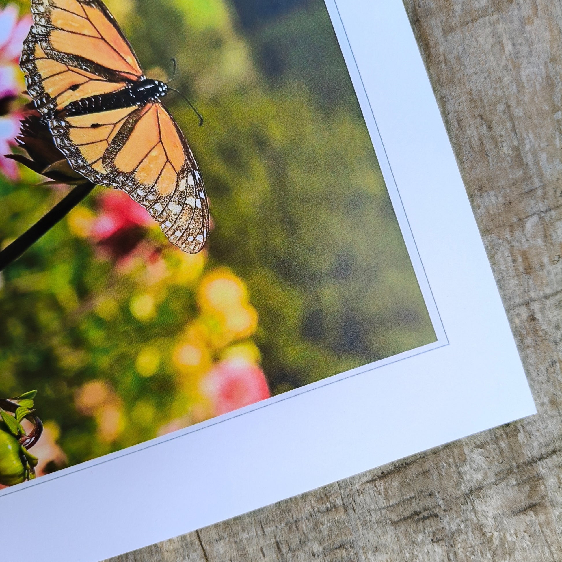 Monarch butterfly on a dahlia bud art print by Gracie-Mae – available in A4, A3, A2
