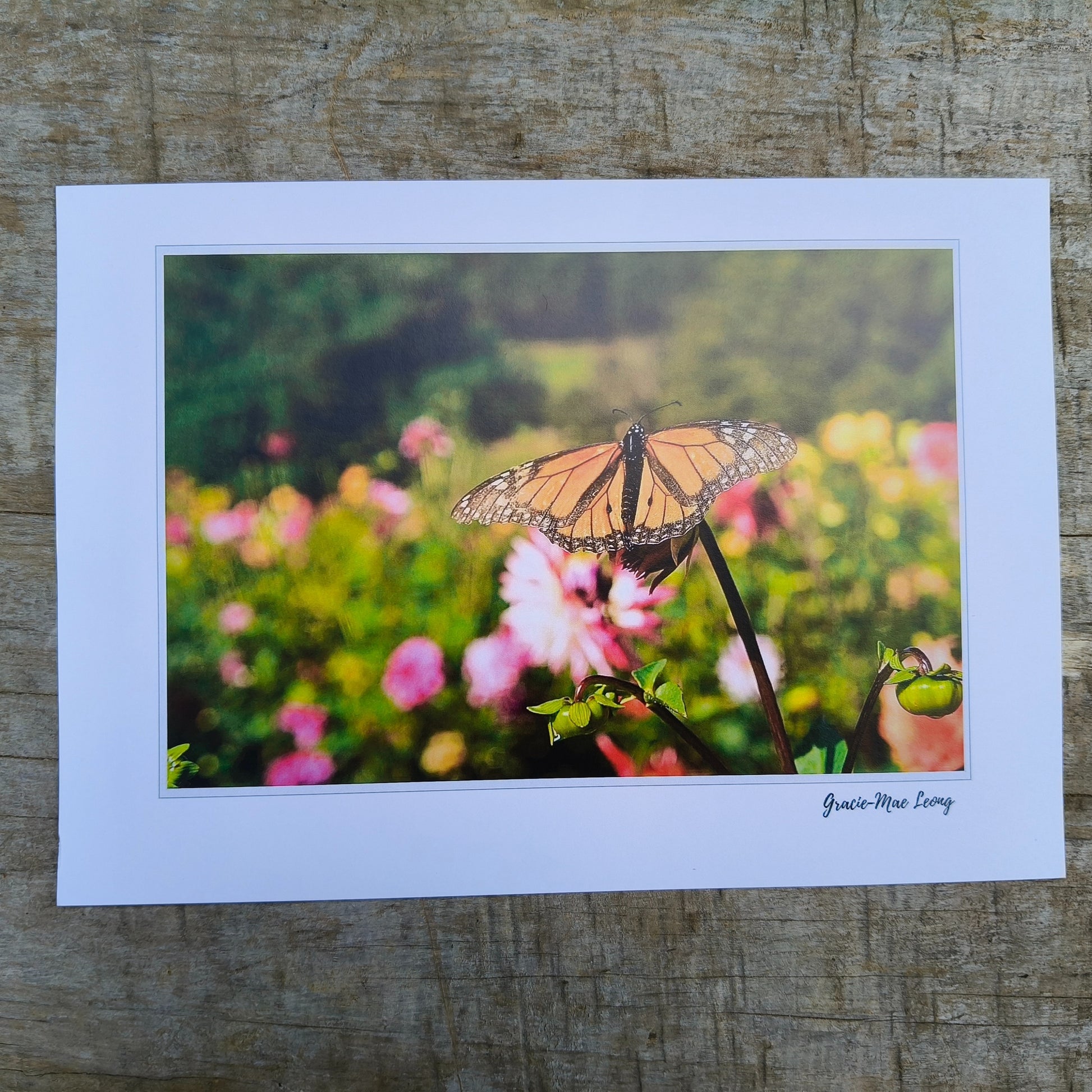 Monarch butterfly on a dahlia bud art print by Gracie-Mae – available in A4, A3, A2