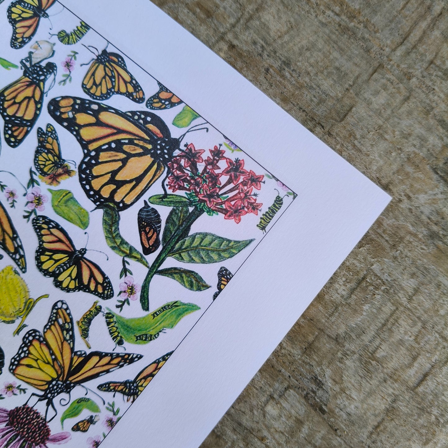Hand-drawn butterfly art print by Milly – available in A, A3 and A2