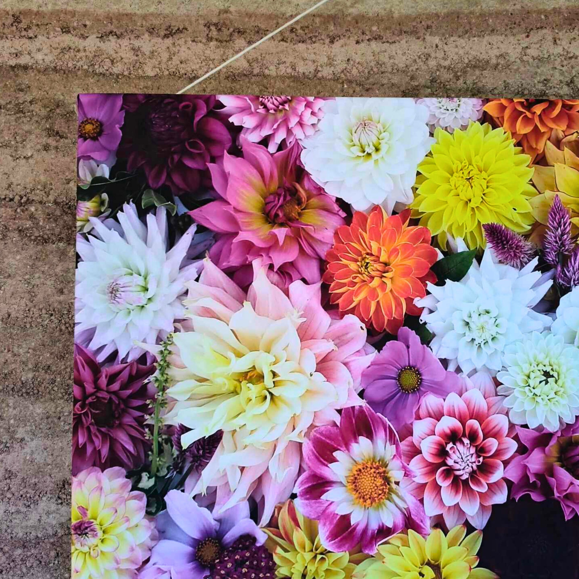 A close up of a large colourful canvas full of a mixture of dahlia flowers in every colour.