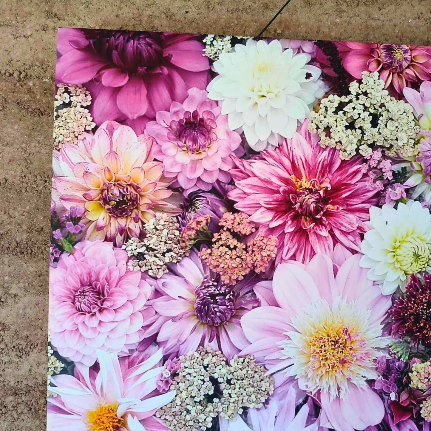 A close up of a large canvas full of purple and white dahlias from The Dahlia Kids.