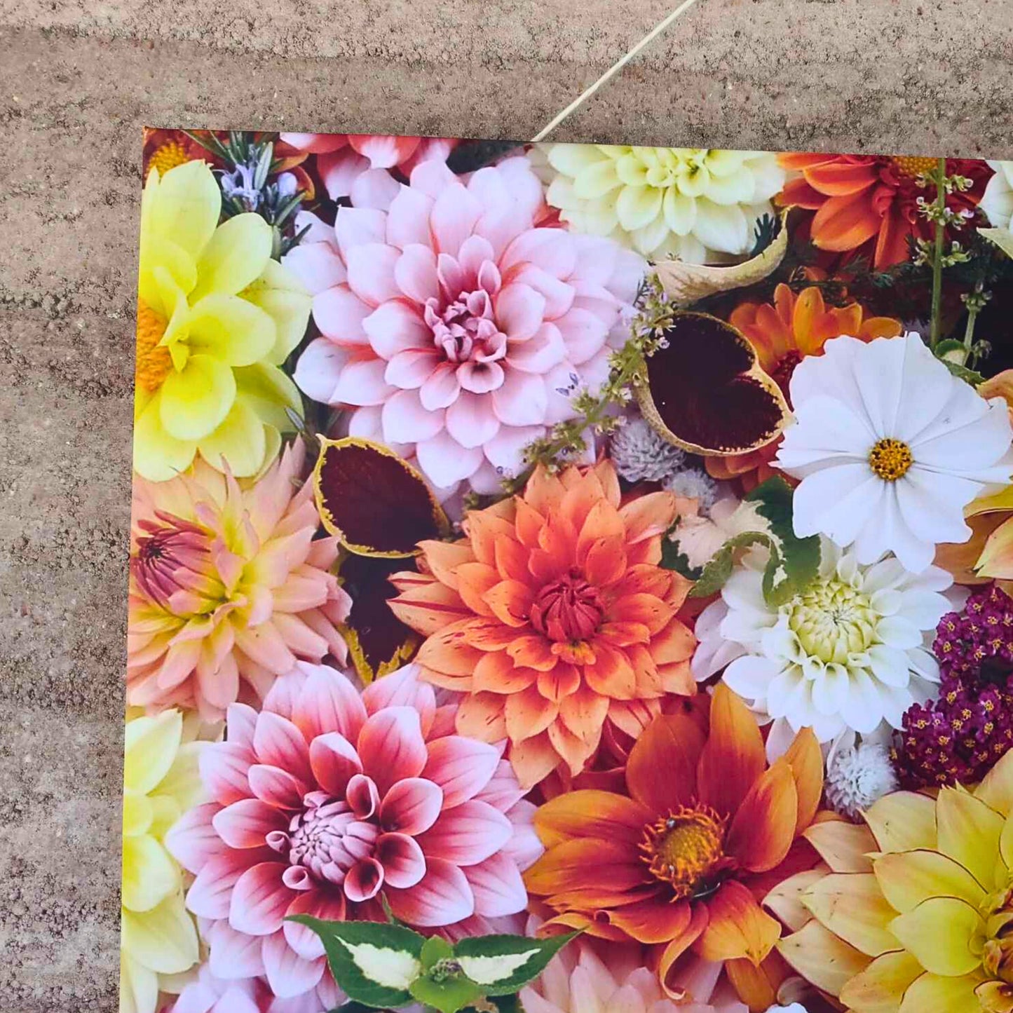 A close up f a large canvas full of colourful, orange dahlias photographed by Gracie-Mae Photography.
