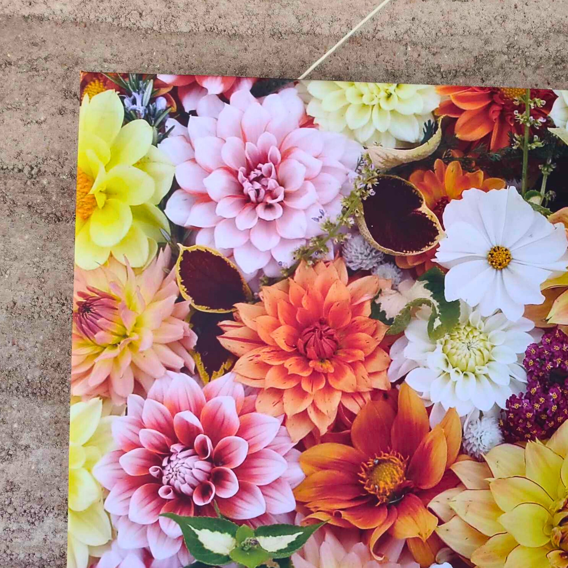 A close up f a large canvas full of colourful, orange dahlias photographed by Gracie-Mae Photography.