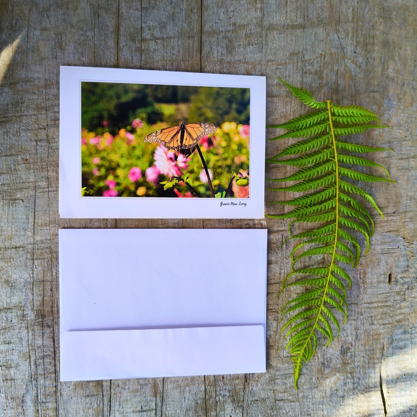 Greeting card featuring monarch butterfly on dahlia bud photography by Gracie-Mae – blank inside