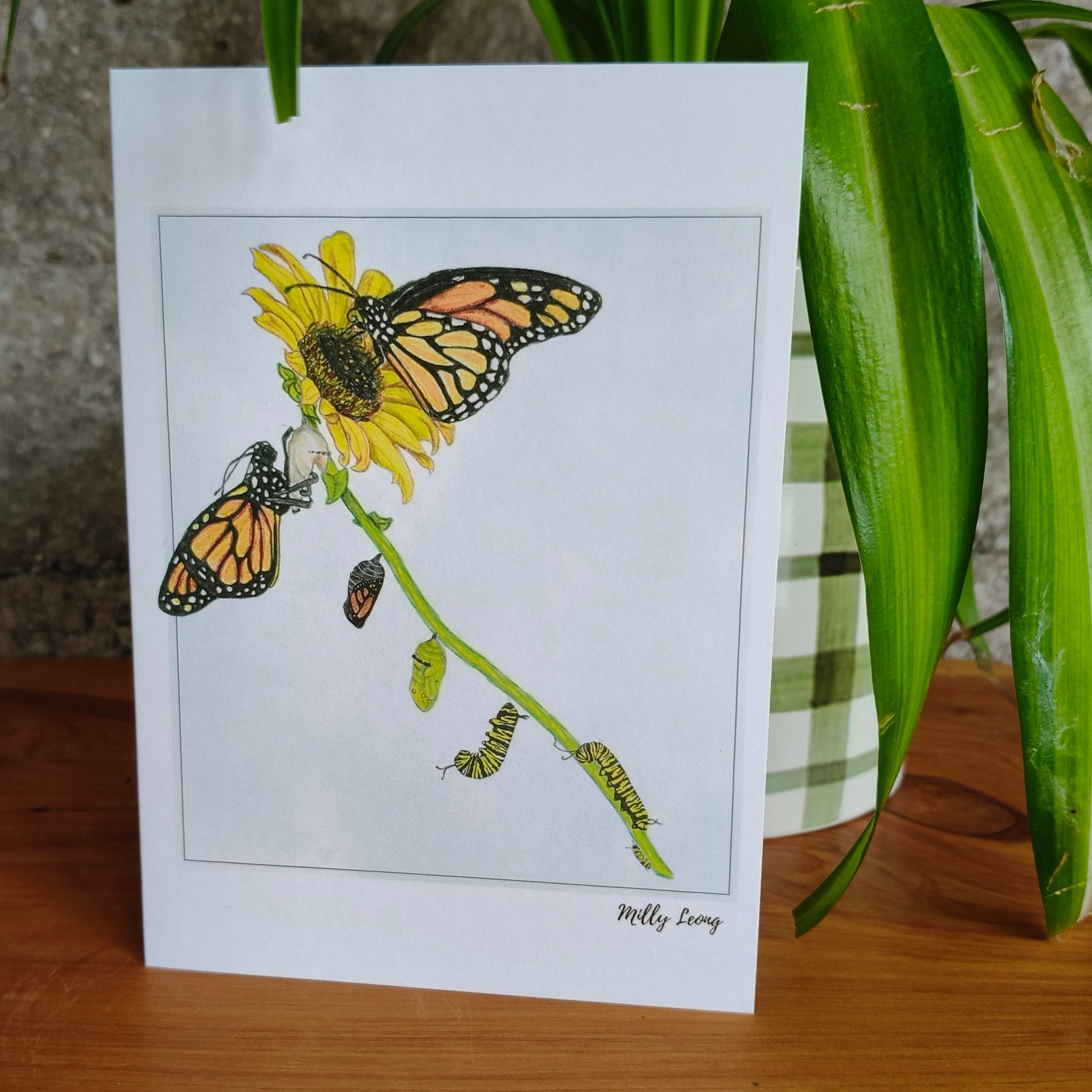 Hand-drawn butterfly life cycle greeting card by Milly – blank inside